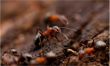 Ants image