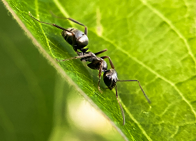 Ant image