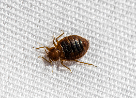 Bed Bugs