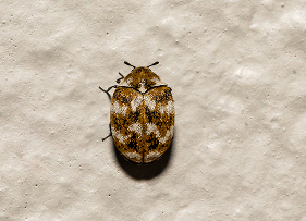 Beetles