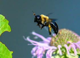 Carpenter Bees