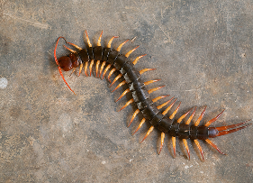 Centipedes