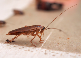 Cockroaches
