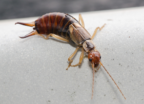 Earwigs