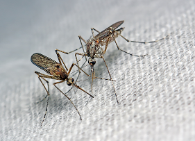 Mosquitoes