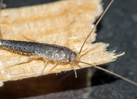 Silverfish