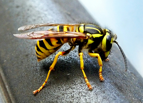 Wasps
