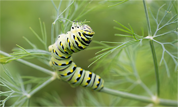 bugs