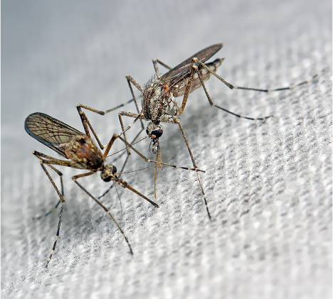 mosquito