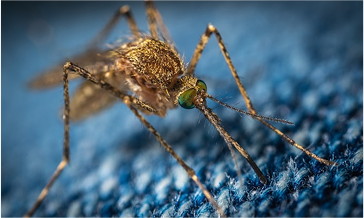 mosqutio
