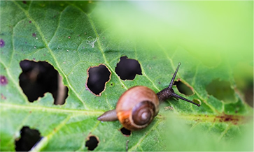 snail