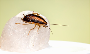 wasps